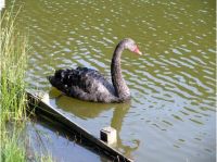 Camping Korte Heide Camping
