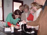 Abaris Dierenartsenpraktijk Dier