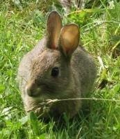 Dierenarts Massin Eukanuba