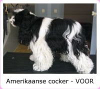 Vergroot foto