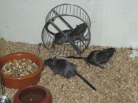 Noach Eukanuba
