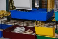 Hobbypark nv Eukanuba