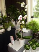 Bloemenatelier Ann Diependaele Florist