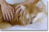 Woofs & Hoofs Artrose