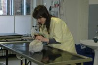 Dierenarts Eva Ronse Voedingsadvies