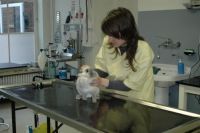 Dierenarts Eva Ronse Voedingsadvies