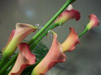 Baccara Bruidswerk