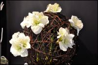 Fleur Concept Rouwkransen