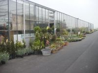 De Knotwilg Tuincentra Terrasplanten