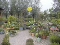 De Knotwilg Tuincentra Terrasplanten