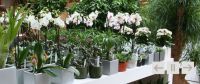 Floram Plantendesign nv Terrasplanten