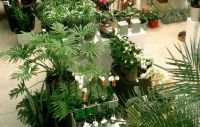Floram Plantendesign nv Terrasplanten