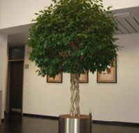 Floram Plantendesign nv Terrasplanten