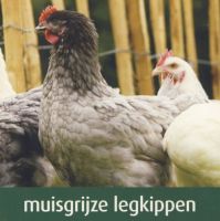 Pluimvee Vandamme Kalkoen