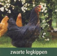 Pluimvee Vandamme Kalkoen