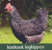 Vergroot foto
