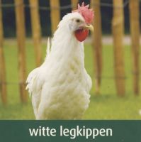 Pluimvee Vandamme Kippen