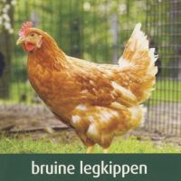 Pluimvee Vandamme Kippen