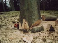 Vergroot foto