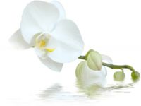Green Concept & Services Orchidee