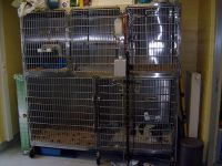 Animal Care Eukanuba