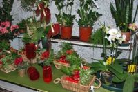 Bloembinderij Den Dr&eacute; Planten