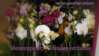 Bloembinderij Den Dr&eacute; Planten