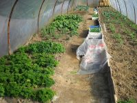 De Moestuin Paarden