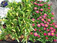 De Moestuin Paarden