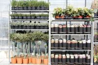 Mercaflora bvba Chrysanten