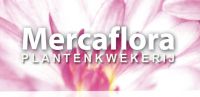 Mercaflora bvba Chrysanten