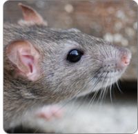 Pest Management Solutions Papillon
