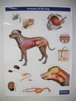 Argus dierenartsenpraktijk Valerie Gielen Gedragsproblemen