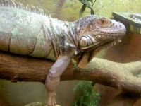 Speciaalzaak Lizard Voedseldieren