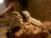 Speciaalzaak Lizard Voedseldieren