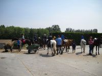 Manege 't Hoefijzer Paardenbox