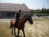 Manege 't Hoefijzer Paardenbox