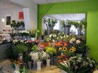 Bloemen en Planten De Lotus Veiligheid