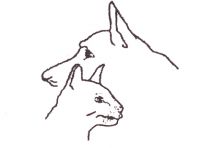 Dierenarts Anne Duysburgh Katten
