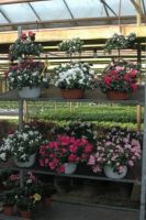 Van Petegem L&F bvba - Azalea in Bloei Bloemenkwekerij