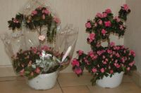 Van Petegem L&F bvba - Azalea in Bloei Bloemenkwekerij