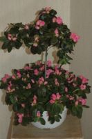 Van Petegem L&F bvba - Azalea in Bloei Bloemenkwekerij