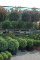 Tuincentrum De Serres Struiken