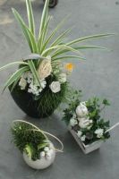 Tuincentrum De Serres Struiken