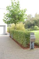 Vergroot foto