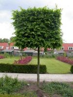 Arboven bvba Boo