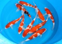 Nippon Koi Garden Vijverbenodigdheden