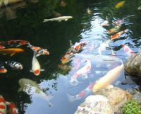 Nippon Koi Garden Vijverbenodigdheden