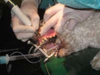 Dierenarts Anouk Dupon Kleine huisdieren