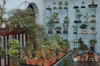 Lee-Dog Wase Bonsai Beauty Bonsai Bemesting